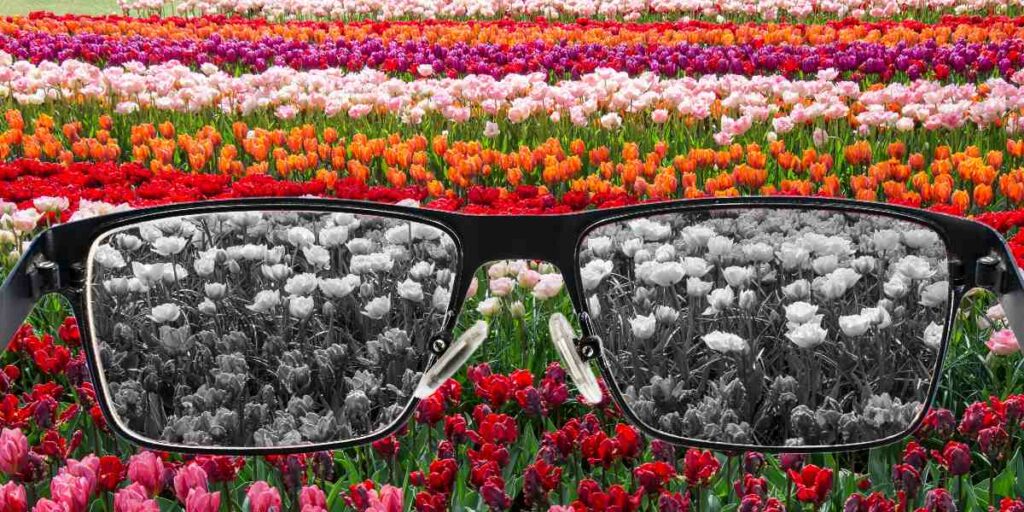 daltonism - camp de flori vazut in culori si alb negru prin ochelari